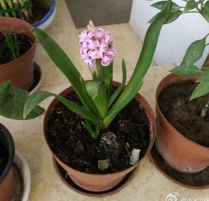 Foto dari kamera Xiaomi Mi5 (2)