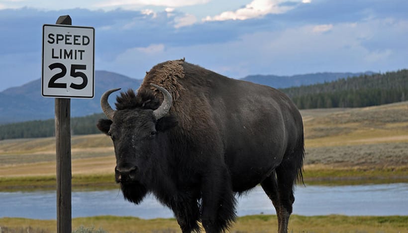 Bison di Yellowstone Park