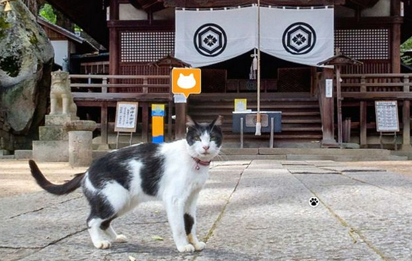 Google Street View for cats