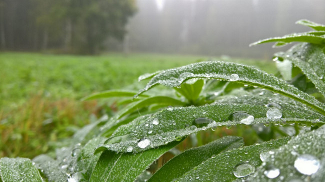 Microsoft Lumia 950 foto 2