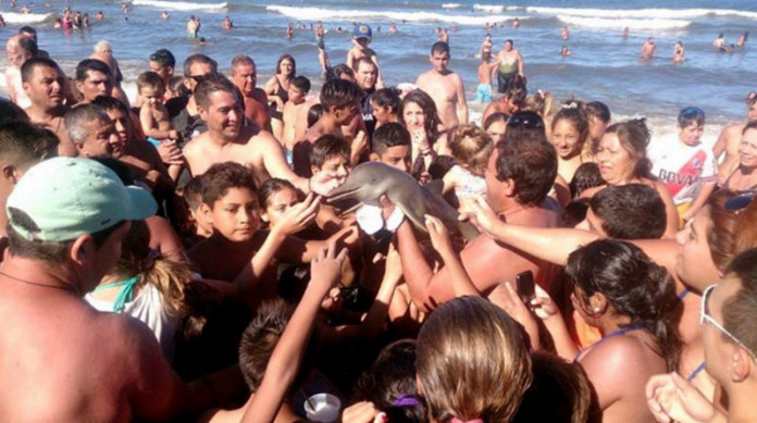 Lumba-lumba La Plata korban selfie