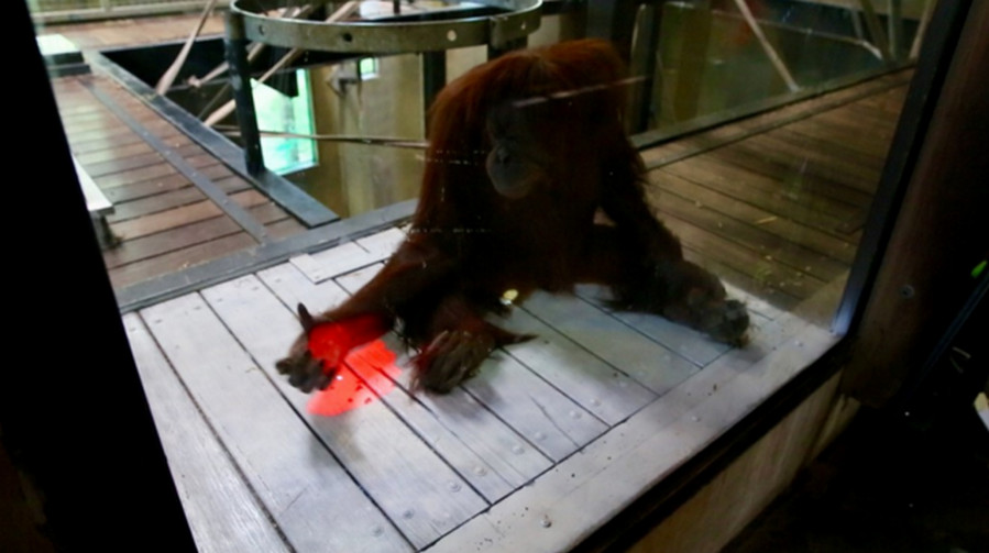 Orangutan Tertarik “Main” Xbox Kinect