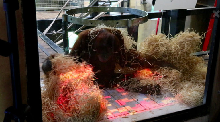 Orangutan Tertarik “Main” Xbox Kinect