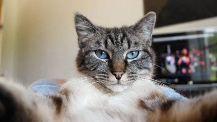 Catmera