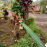 Hasil kamera Vivo V5-3
