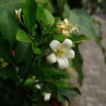 Zenfone 3 Max Kamera-7