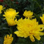 Foto Xiaomi Redmi Note 4-5