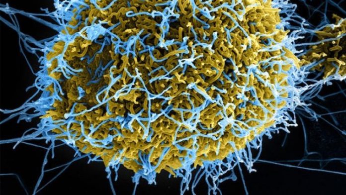 Kanker lymphocytic choriomeningitis virus
