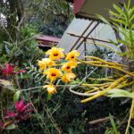 Samsung Galaxy Tab S3-Camera