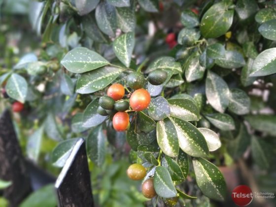 Hasil Foto 2 Bokeh (telset.id | nur chandra)