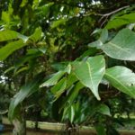 Kamera Asus ZenFone 4 Selfie-13