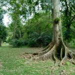 Kamera Asus ZenFone 4 Selfie Pro-1