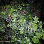 Kamera Asus ZenFone 4 Selfie Pro-17