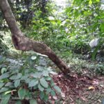 Kamera Asus ZenFone 4 Selfie Pro-6