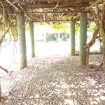 Hasil foto Moro C Plus-1