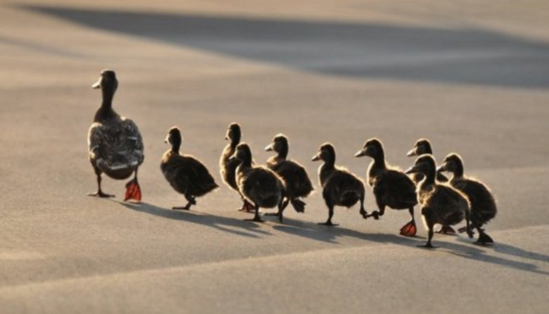 Follower bebek