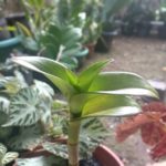 Smartphone dualcamera