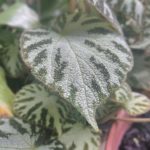 Smartphone dualcamera-4