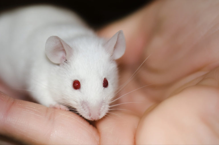 Nanorobot Bisa Matikan Sel Tumor, Benarkah?