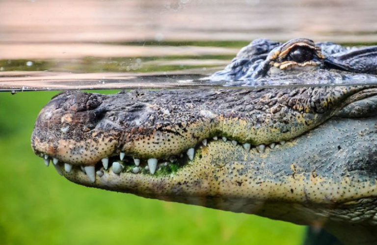 Ilmuwan Teliti Otak Buaya Pakai MRI dan Musik Klasik