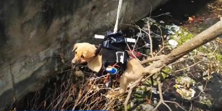 Gunakan “Drone Bercakar”, Seekor Anak Anjing Berhasil Diselamatkan