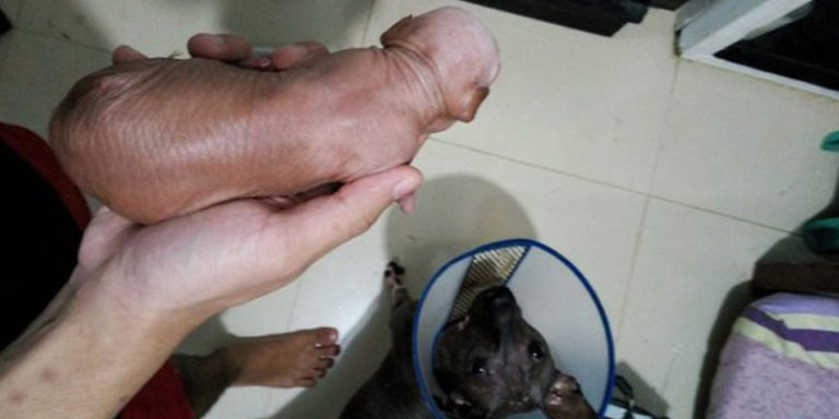Dikira Alat Kelamin Pria, Foto Anak Anjing Ini Diblokir Facebook