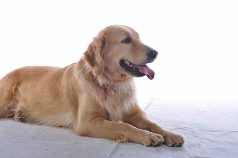 Peneliti di Jepang Bikin Remote untuk Kendalikan Anjing