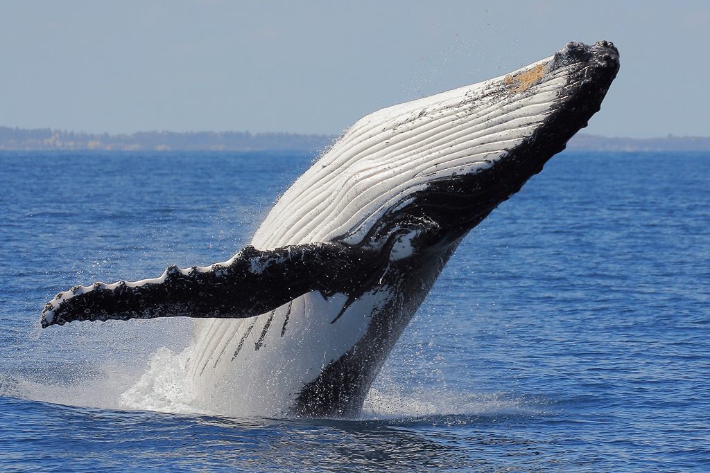 Humpback-whale1-1024x683