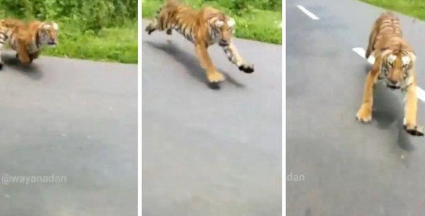Video Viral! Dikejar Harimau, Pengendara Motor Nyaris Tewas