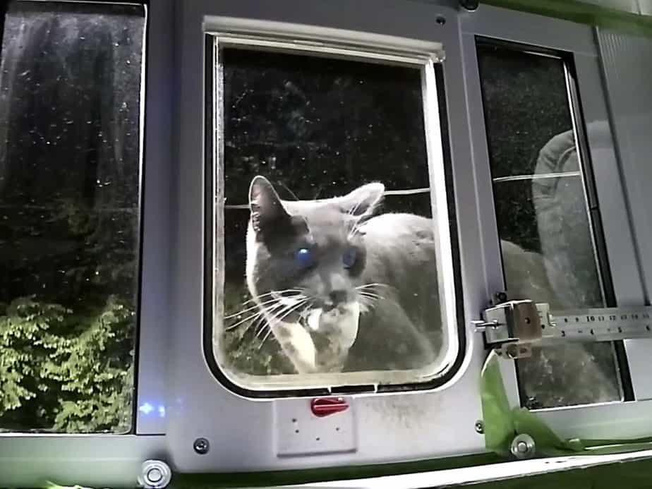 Pintu Kucing