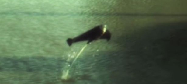 Unik! Robot Ikan Ini Bisa Melompat dari Air dengan Kentutnya