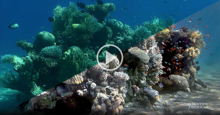 Foto bawah laut