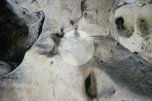 apotropaic