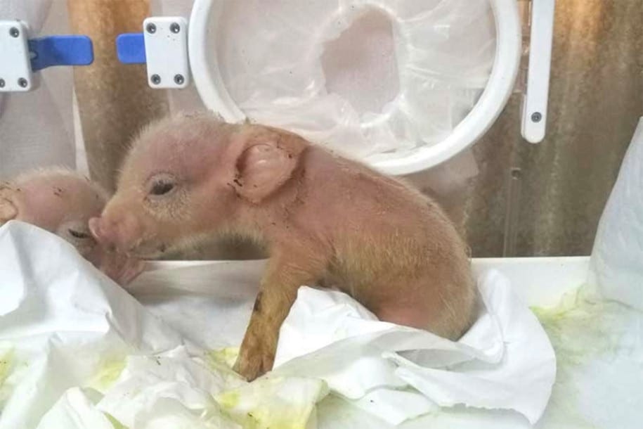 china-ape-piglets-01-1 Mutan Hibrida Babi-Monyet