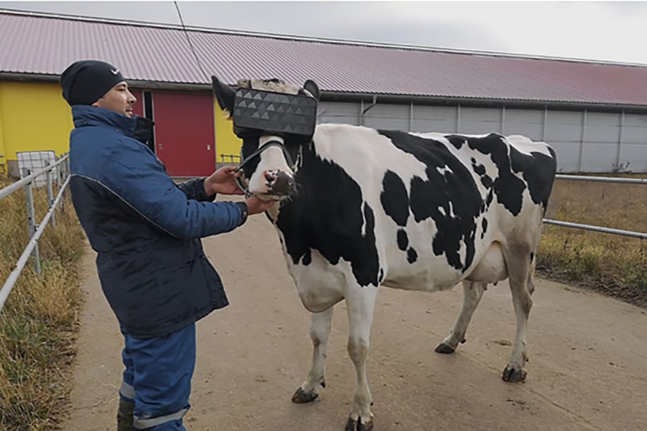 Sapi di Rusia Pakai Kacamata VR