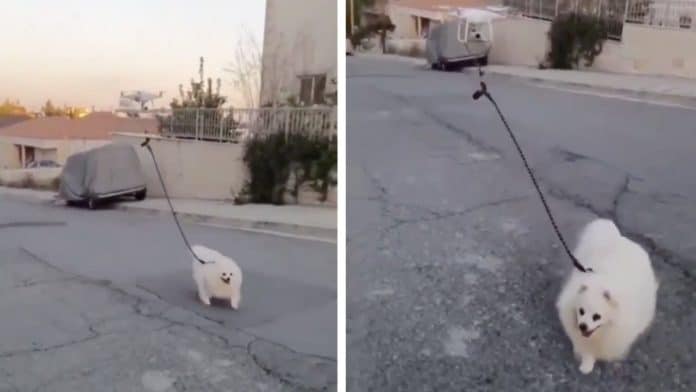 Drone anjing