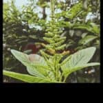 Tips Edit Foto Instagram Pakai VSCO (12)