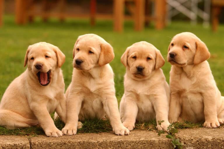 Anak anjing langka