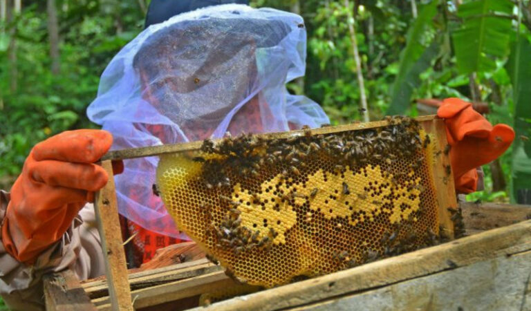 Telkomsel UMKM Lebah