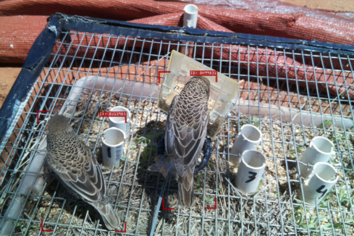 birds-19 Pengenalan Wajah Burung