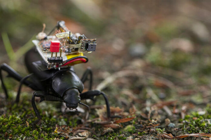 camera-beetle-01 Ransel kamera kumbang
