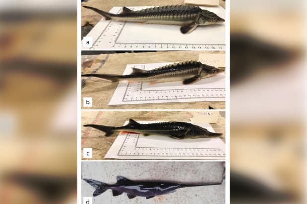 Ilmuwan Tak Sengaja Ciptakan Ikan Spesies Baru, Seperti Apa?