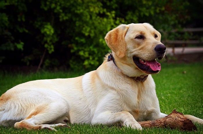 Anjing Pelacak Covid-19