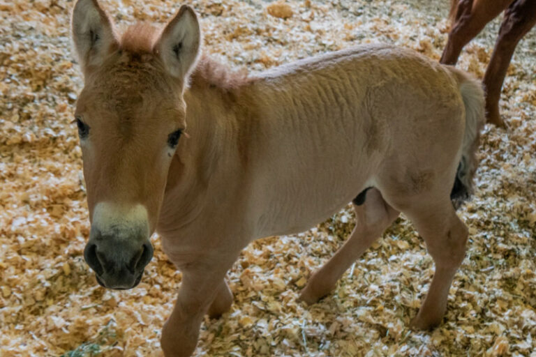 Kuda Kurt Ini Dikloning karena Hampir Punah