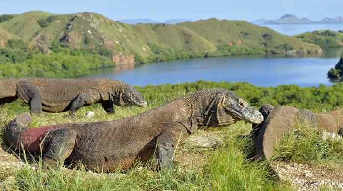 Berita Viral komodo