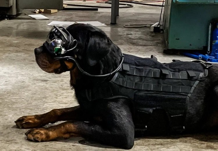 Kacamata AR Anjing