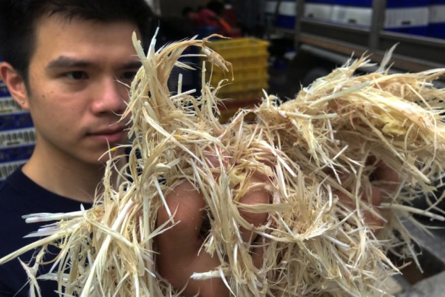 Makanan Enak Bulu Ayam