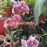 Cara Bikin Video TikTok di YouTube Shorts