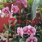 Cara Bikin Video TikTok di YouTube Shorts-2