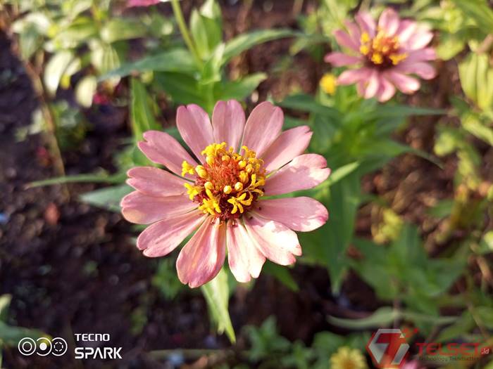Hasil Macro Mode Tecno Spark 7 Pro